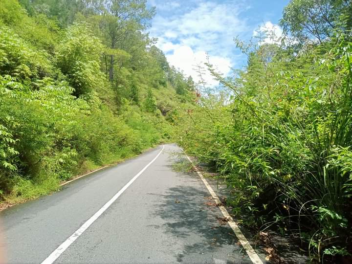 Jalan Panoguan Solu Lintongnihuta dipenuhi semak belukar. ASPIRASI.news | M. Sihombing