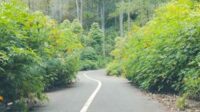 Jalan penghubung Kecamatan Lintongnihuta, Humbang Hasundutan menuju Kecamatan Muara, Tapanuli Utara, dipenuhi semak belukar. (Foto: Mangapul Sihombing)