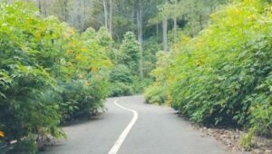 Jalan penghubung Kecamatan Lintongnihuta, Humbang Hasundutan menuju Kecamatan Muara, Tapanuli Utara, dipenuhi semak belukar. (Foto: Mangapul Sihombing)